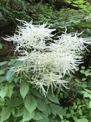 Aruncus