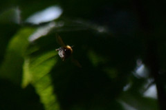 Bombus hypnorum