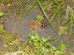 Incilius porteri