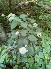 Hydrangea radiata