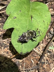 Microdon megalogaster