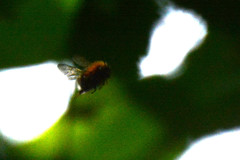 Bombus hypnorum