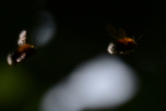 Bombus hypnorum