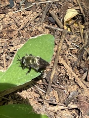 Microdon megalogaster