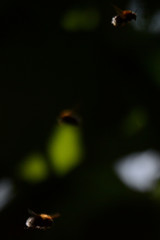 Bombus hypnorum