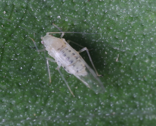 sweetclover aphid