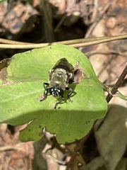 Microdon megalogaster