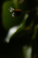 Bombus hypnorum