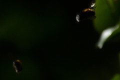 Bombus hypnorum