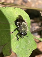 Microdon megalogaster