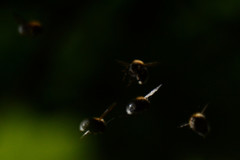 Bombus hypnorum