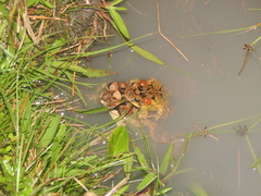 Incilius porteri