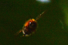 Bombus hypnorum