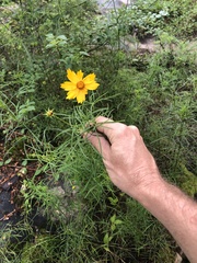 Coreopsis grandiflora inclinata