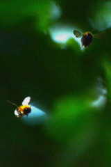 Bombus hypnorum