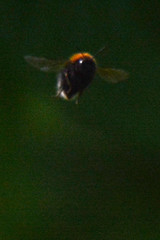 Bombus hypnorum