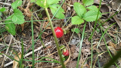 Potentilla hebiichigo