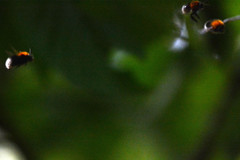 Bombus hypnorum