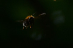 Bombus hypnorum