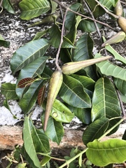 Anodendron