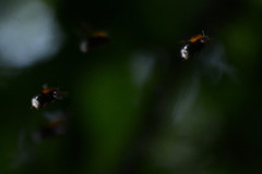 Bombus hypnorum