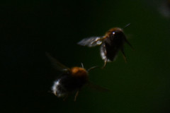 Bombus hypnorum