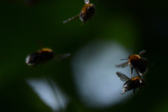 Bombus hypnorum