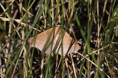 Tetracis cervinaria