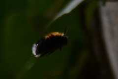 Bombus hypnorum