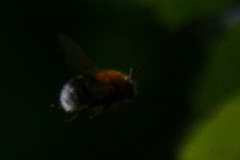 Bombus hypnorum