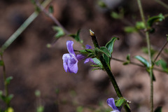 Sairocarpus vexillocalyculatus vexillocalyculatus