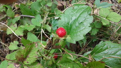 Potentilla hebiichigo