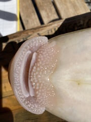 Pantosteus discobolus