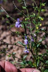 Sairocarpus vexillocalyculatus vexillocalyculatus