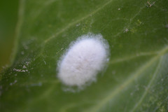 Lichtensia viburni
