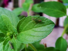 Sibovia sagata