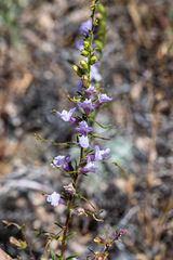 Sairocarpus vexillocalyculatus vexillocalyculatus