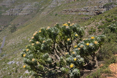 Leucospermum conocarpodendron conocarpodendron