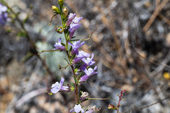 Sairocarpus vexillocalyculatus vexillocalyculatus