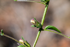 Sairocarpus vexillocalyculatus vexillocalyculatus