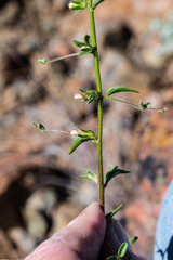 Sairocarpus vexillocalyculatus vexillocalyculatus