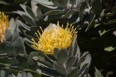 Leucospermum conocarpodendron conocarpodendron