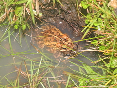Incilius porteri