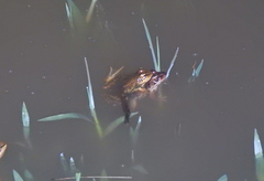 Lithobates lenca