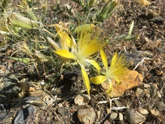 Mentzelia laevicaulis