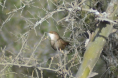 Tarphonomus certhioides