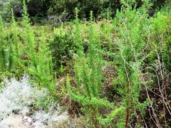 Cliffortia phillipsii