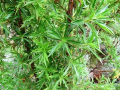 Cliffortia phillipsii