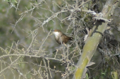 Tarphonomus certhioides