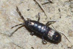 Lepidophorellinae